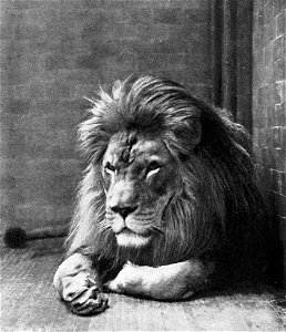 Sultan the Barbary Lion, New York Zoo.