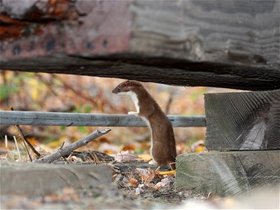 Ermine photo