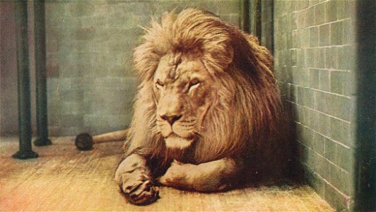 Lion, "Sultan" caged at the New York Zoological Park (Bronx Zoo)