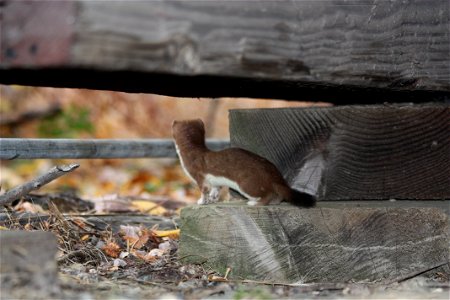 Ermine photo