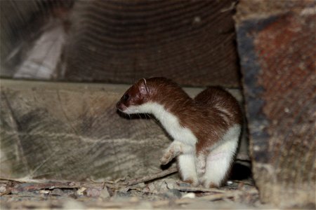 Ermine photo