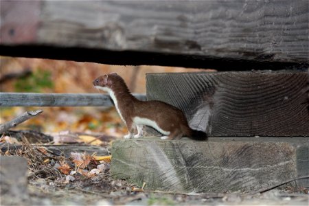 Ermine photo