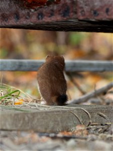 Ermine photo