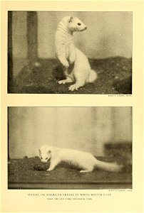 ELWIN R. SANBORN, PHOTO. ELW1N R. SANBORN, I'HOTO. WEASEL OR AMERICAN ERMINE IN WHITE WINTER COAT. FROM THE NEW YORK ZOOLOGICAL PARK. photo