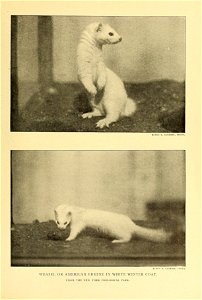 ELWIN R. SANBORN, PHOTO. 
ELW1N R. SANBORN, I'HOTO. 
WEASEL OR AMERICAN ERMINE IN WHITE WINTER COAT. 

FROM THE NEW YORK ZOOLOGICAL PARK.