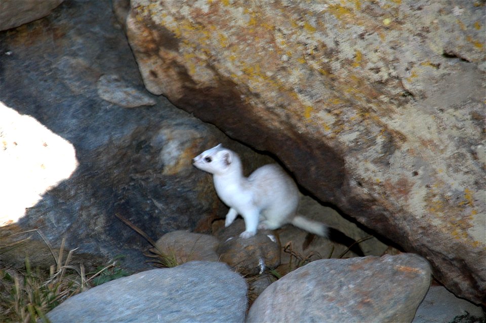 Mustela erminea

 ermellino, livrea invernale. Valtellina, Italy