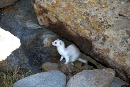 Mustela erminea ermellino, livrea invernale. Valtellina, Italy photo