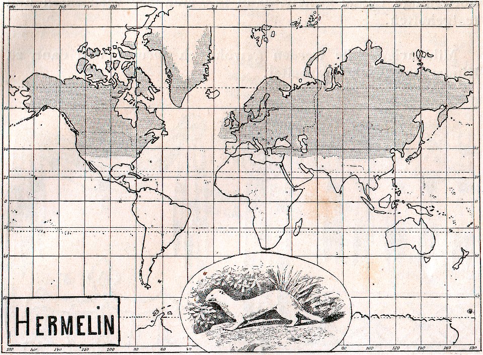 Weltkarte der Verbreitung des Hermelins (1910).
