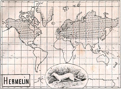 Weltkarte der Verbreitung des Hermelins (1910).