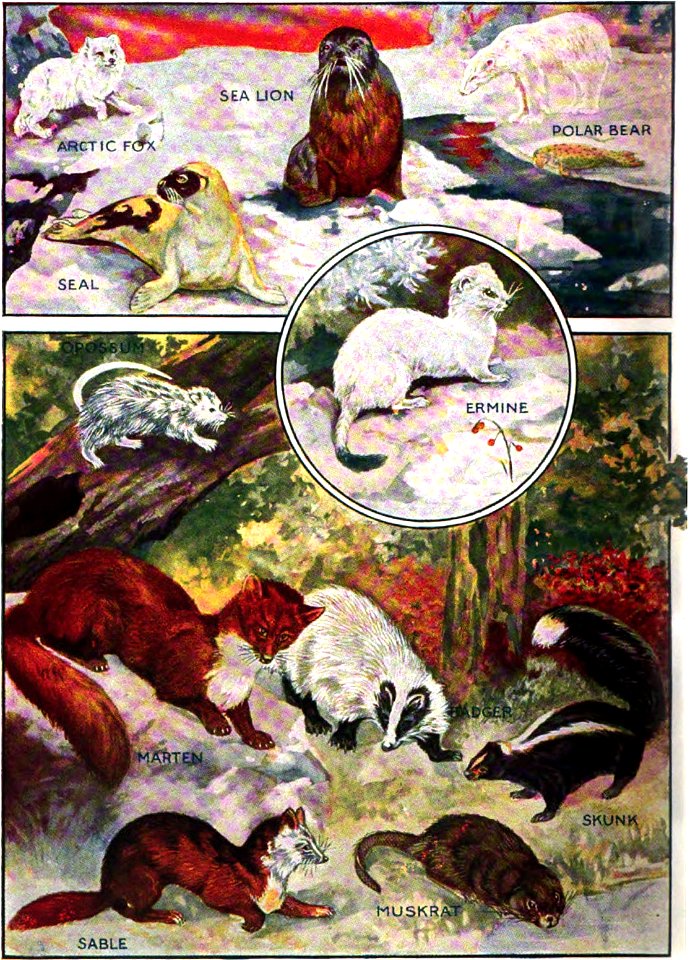 Left of two plates showing fur-bearing animals.