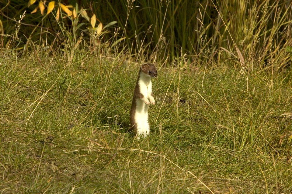 Image title: Short tailed weasel furry carnivorous mammal mustela erminea
Image from Public domain images website, http://www.public-domain-image.com/full-image/fauna-animals-public-domain-images-pict
