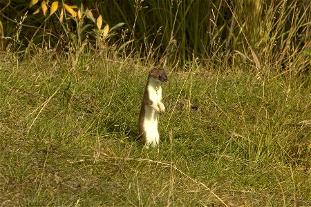 Image title: Short tailed weasel furry carnivorous mammal mustela erminea Image from Public domain images website, http://www.public-domain-image.com/full-image/fauna-animals-public-domain-images-pict photo