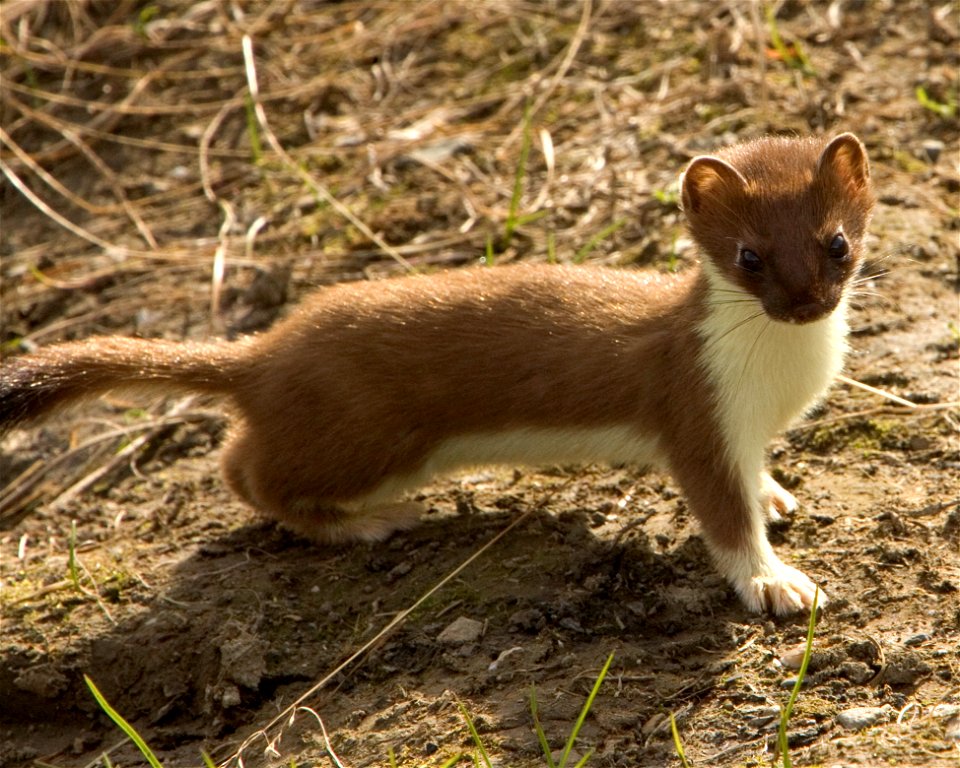Short-tailed weasel (Mustela erminea), summer coat