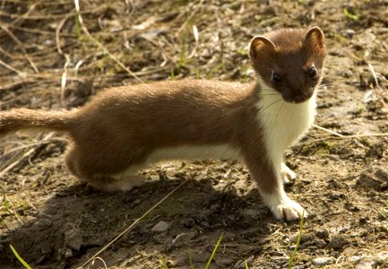 Image title: Weasel short tailed mammal mustela erminea Image from Public domain images website, http://www.public-domain-image.com/full-image/fauna-animals-public-domain-images-pictures/ferrets-skunk photo