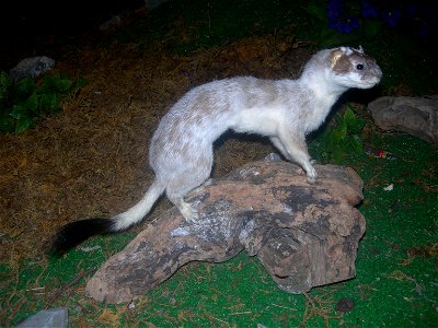 Mounted ermine (Mustela erminea) photo