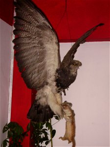Halcón disecado, lleva en sus garras una comadreja, animal de la zona. Huaraz, Perú, septiembre 2007.
