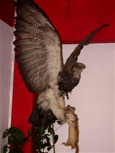 Halcón disecado, lleva en sus garras una comadreja, animal de la zona. Huaraz, Perú, septiembre 2007. photo