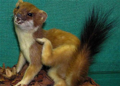Stuffed Stoat in Bristol City Museum, Bristol, England. The stoat is distinguished from the weasel by its larger size and black tip to the tail. photo