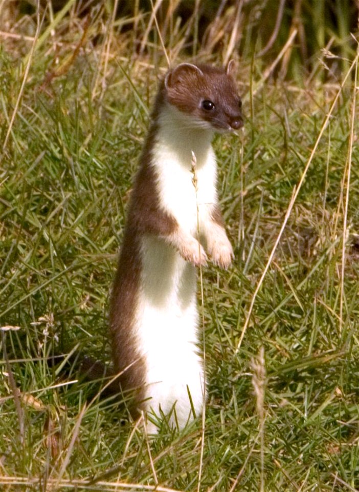 Short-tailed weasel (Mustela erminea), aka ermine or stoat, standing upright on rear legs