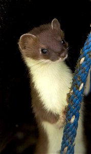 Image title: Short tailed weasel close up head mustela erminea Image from Public domain images website, http://www.public-domain-image.com/full-image/fauna-animals-public-domain-images-pictures/ferret photo
