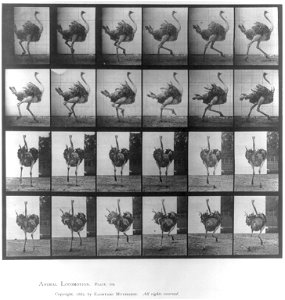 Title: Ostrich running
Abstract/medium: 1 photographic print.