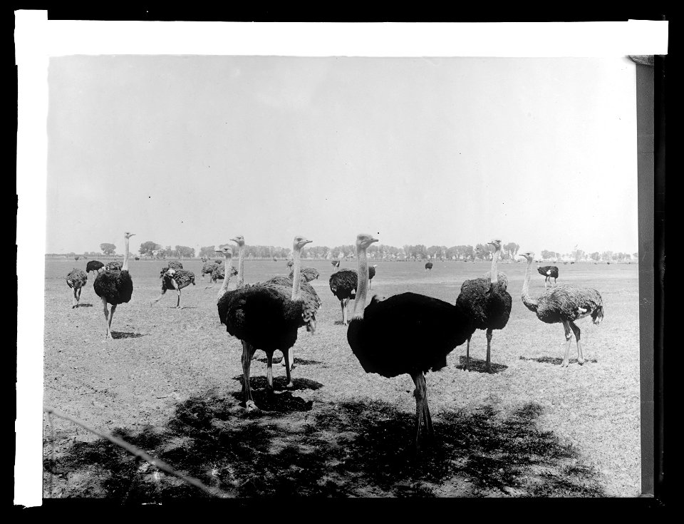 Title: Salt River Arizona, Chandler Ostrich farm
Abstract/medium: 1 negative : glass ; 8 x 6 in.