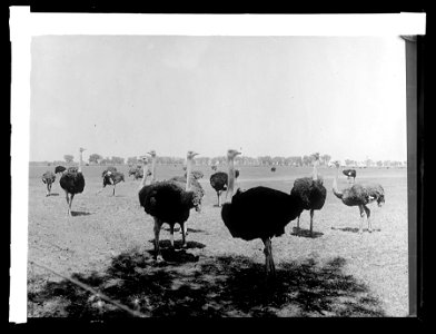 Title: Salt River Arizona, Chandler Ostrich farm
Abstract/medium: 1 negative : glass ; 8 x 6 in.