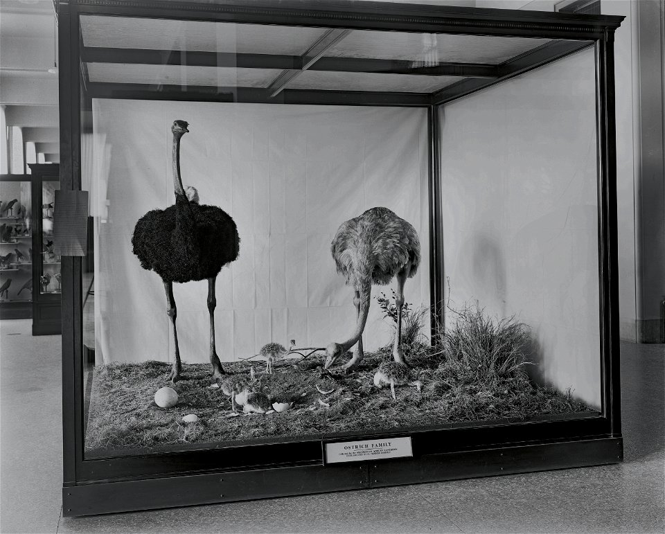Two ostriches with hatchlings in an exhibit case in the United States National Museum, now the National Museum of Natural History. The birds were collected during the Smithsonian-Roosevelt African Exp