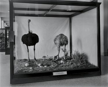 Two ostriches with hatchlings in an exhibit case in the United States National Museum, now the National Museum of Natural History. The birds were collected during the Smithsonian-Roosevelt African Exp photo