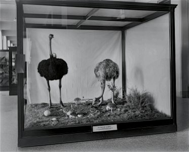 Two ostriches with hatchlings in an exhibit case in the United States National Museum, now the National Museum of Natural History. The birds were collected during the Smithsonian-Roosevelt African Exp