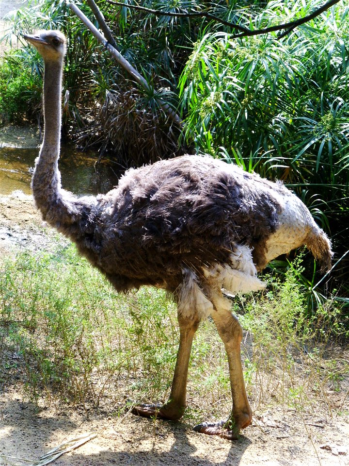An ostrich at Tai Tong Lychee Valley, Yuen Long, Hong Kong.