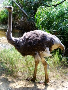 An ostrich at Tai Tong Lychee Valley, Yuen Long, Hong Kong.