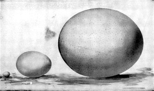 Eggs of hummingbird, hen, and ostrich photo