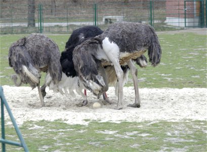Tierpark Berlin - Strauß mit Haupt- und Nebenfrau mit Ei beim gemeinsamen Balztanz
