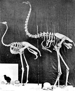 Comparison of a kiwi (Apteryx sp., Apterygidae, Struthioniformes), ostrich (Struthio camelus, Struthionidae, Struthioniformes), and giant moa (Dinornis giganteus, Dinornithidae, Dinornithiformes), eac photo