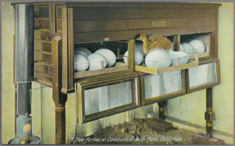 New Arrival at Cawston's Ostrich Farm, California.
Postcard of a new arrival at Cawston's Ostrich Farm, in South Pasadena, California. Color photograph of a newly hatched baby ostrich amongst 