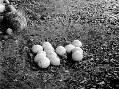 Ostrich eggs in a nest at an ostrich farm, South Pasadena, ca.1900 Photograph of 13 ostrich eggs in a nest at an ostrich farm, South Pasadena, ca.1900. A few rocks are visible at left. : CHS-823 Filen photo