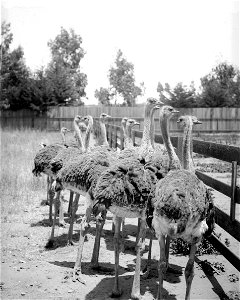 Seven month old chicks at an ostrich farm, ca.1900
Photograph of about twelve seven-month old ostrich chicks inside a wooden rail fence pen at ostrich farm, South Pasadena, ca.1900. The ostriches stan