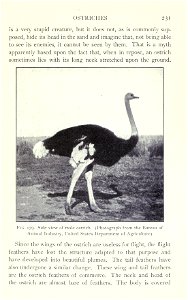 Our domestic birds; elementary lessons in aviculture, by John H. Robinson.