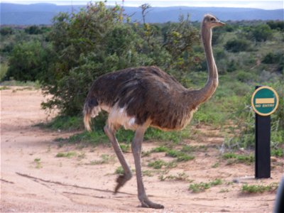 Autruche au Parc National Addo, Afrique du Sud