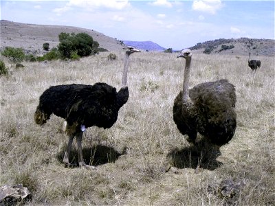 Struthio camelus6