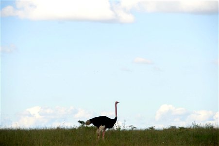 An ostrich stands on the horizon in Nairobi National Park in Nairobi, Kenya, on May 3, 2015, as seen while U.S. Secretary of State John Kerry made a wildlife tour and visited the Sheldrick Elephant Or photo