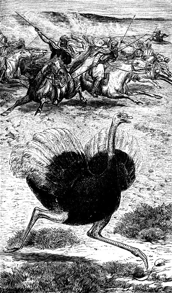 Ostrich hunt in Palestine. From Wood’s Bible Animals, illustrated by Keyl, Wood and E. A. Smith; engraved by G. Pearson, by the Rev. J. G. Wood, M.A., F.L.S., Etc., J. W. Lyon & Co., Guelph, Ontar