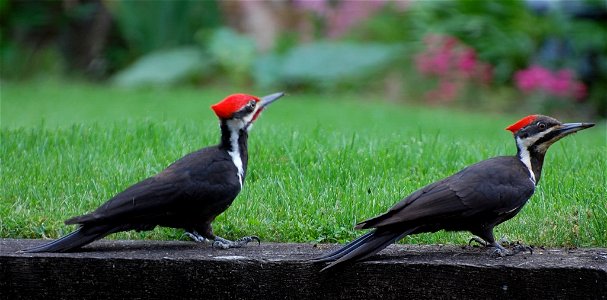 Mated pair of Pileated Woodpeckers.