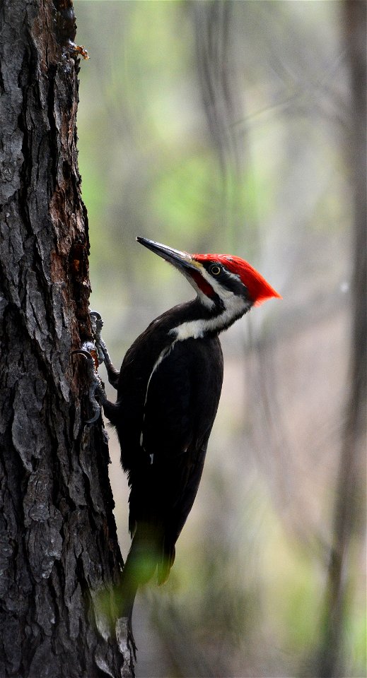 Pileated woodpecker (Dryocopus pileatus) found on Malan Waterfowl Protection Area in Michigan on June 14, 2015. Photo by Jim Hudgins/USFWS