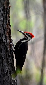 Pileated woodpecker (Dryocopus pileatus) found on Malan Waterfowl Protection Area in Michigan on June 14, 2015. Photo by Jim Hudgins/USFWS