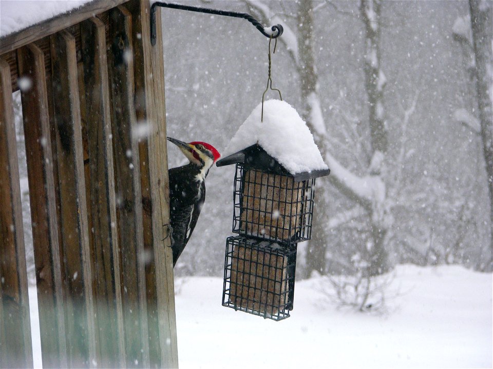Pileated woodpecker in the great December 2009 snowstorm of the Mid-Atlantic states. Virginia, Shenandoah Valley.