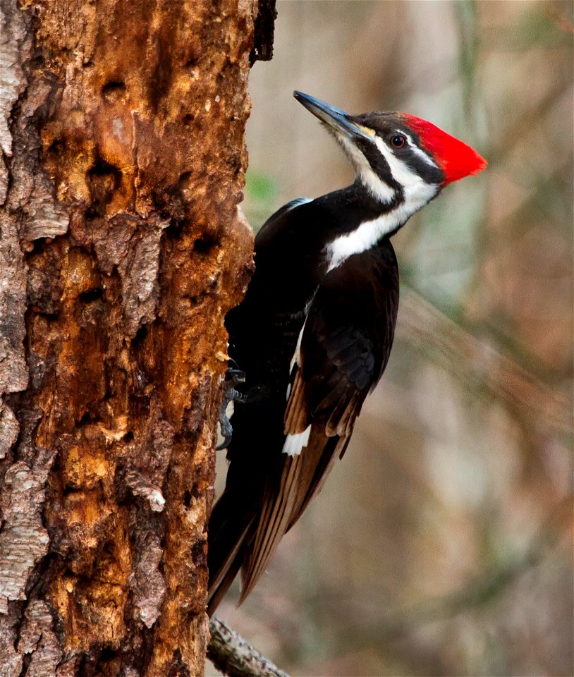 A female Pileated Woodpecker in Shenandoah National Park, Virginia