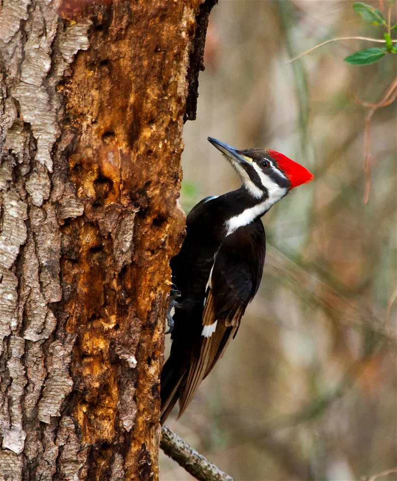 A female Pileated Woodpecker in Shenandoah National Park, Virginia