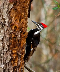 A female Pileated Woodpecker in Shenandoah National Park, Virginia